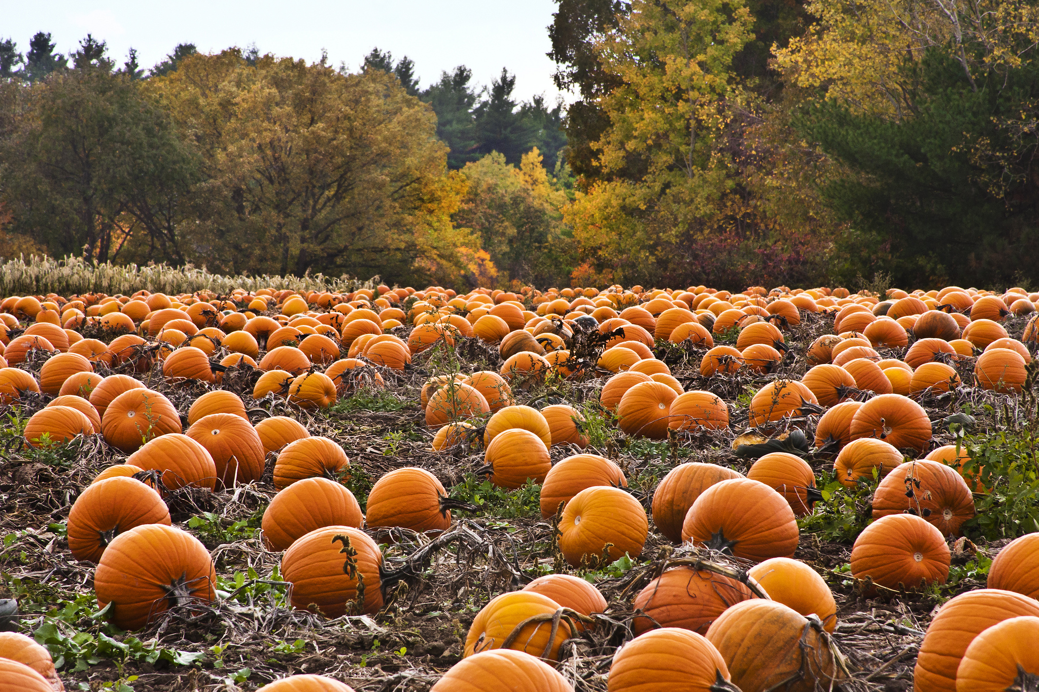 pumpkin-patch-desktop-wallpaper-5653-5939-hd-wallpapers – The Daily Runner